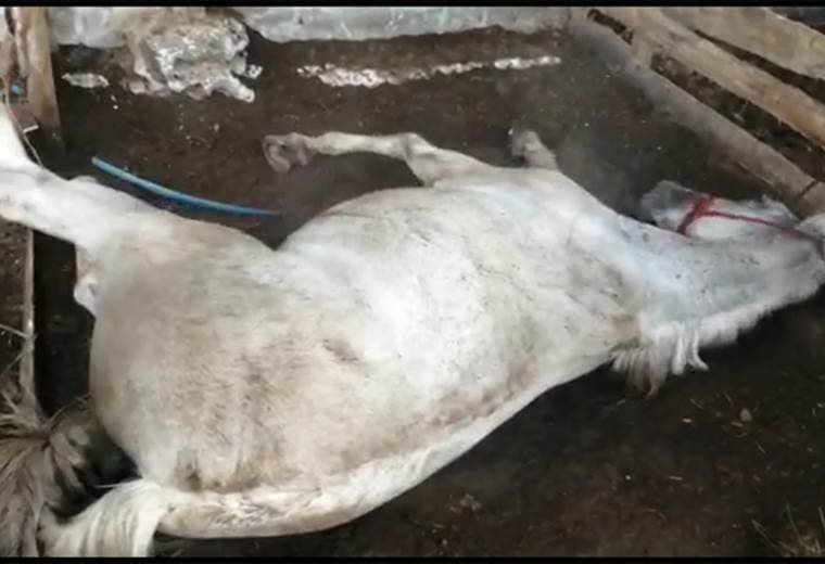 Alimentos contaminados serían causantes de cuadro nervioso que ya provocó muerte de caballos
