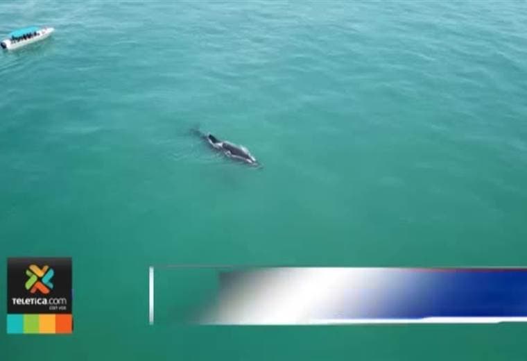 Edición 11 del Festival de ballenas y delfines se realizará este fin de semana en Osa