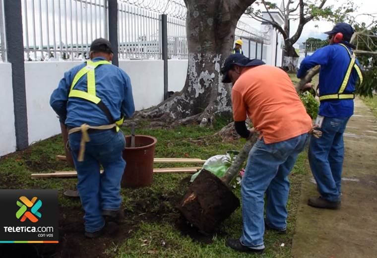 Mañana sábado se llevará a cabo a nivel mundial una campaña para que cada ciudadano plante un árbol