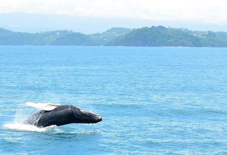 Fotos cortesía de Planet Dolphin Catamarán Eco Adventures.
