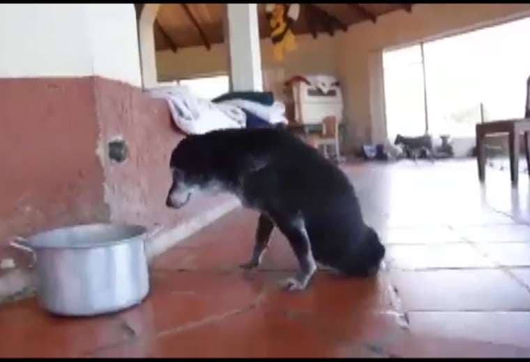 Video Asociación Animales de Asís CR.