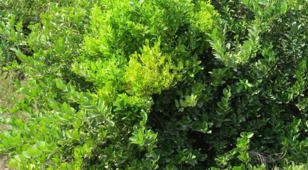 Descubren molécula microbiana que convierte las plantas en ‘zombis’