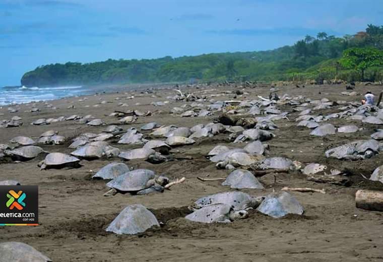 Video: impresionante “ejército” de tortugas arribó a Ostional este viernes