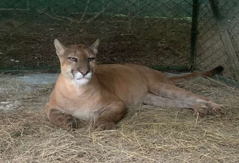 Fotos puma: cortesía Fundación Hagnauer