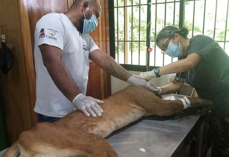 Fotos puma: cortesía Fundación Hagnauer