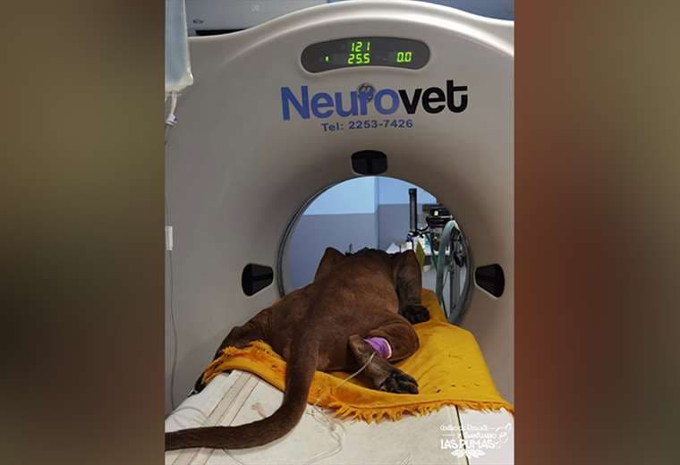 Fotos puma: cortesía Fundación Hagnauer