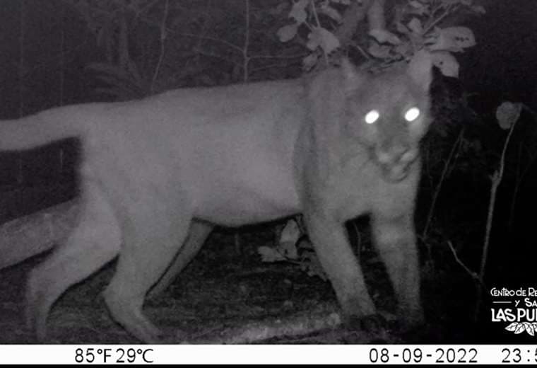 Fotos puma: cortesía Fundación Hagnauer