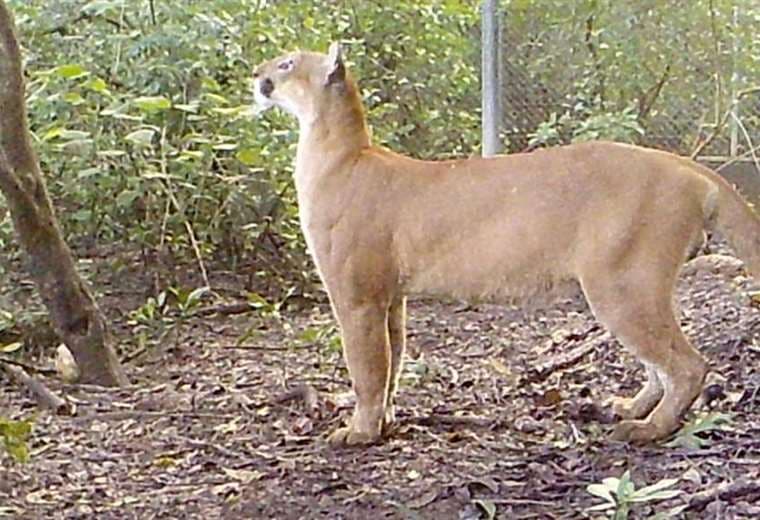 Fotos puma: cortesía Fundación Hagnauer