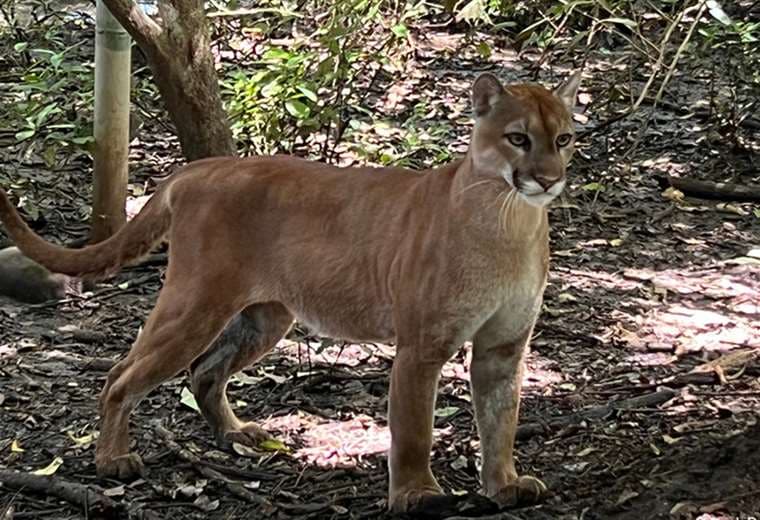 Fotos puma: cortesía Fundación Hagnauer