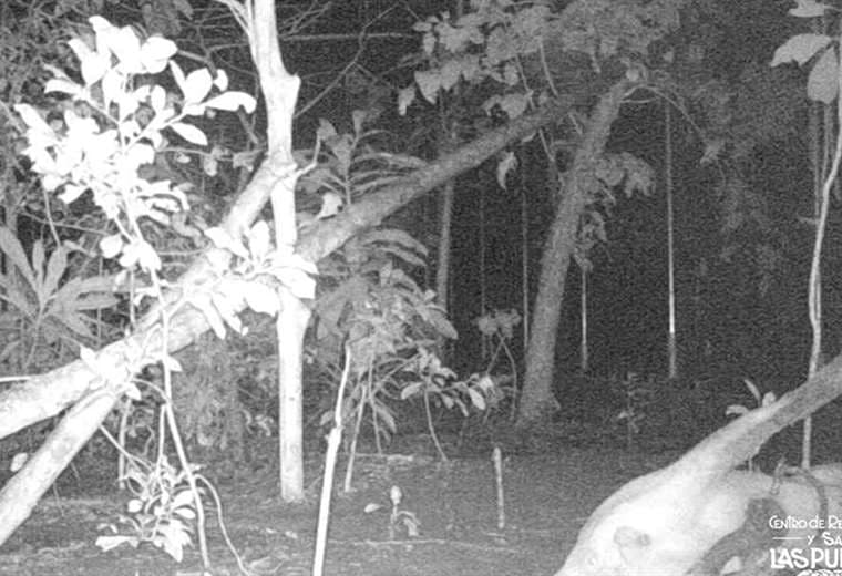 Fotos puma: cortesía Fundación Hagnauer