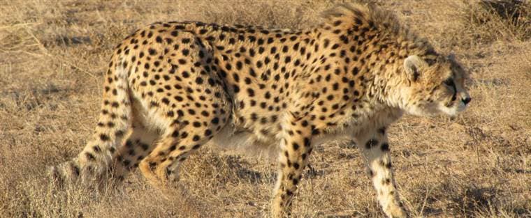 Irán se moviliza para salvar los últimos guepardos de Asia
