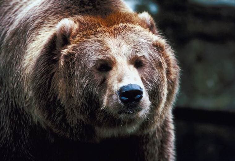 Rumanía debate qué hacer con su creciente población de osos