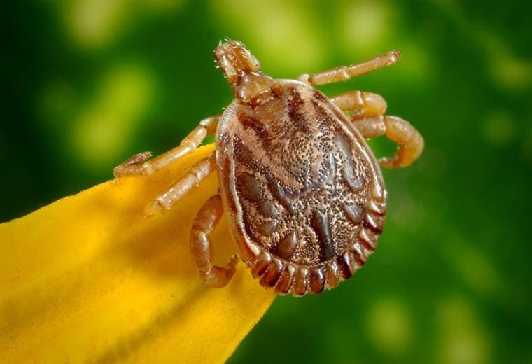 Rickettsiosis: ¿Cuáles animales pueden ser portadores de pulgas y garrapatas infectadas?