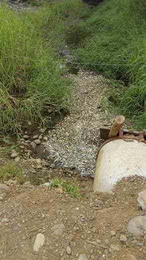 Vecinos denuncia muerte masiva de peces en canales que van al río Sierpe en Osa