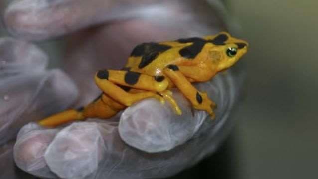 "Superhongo" amenaza con arrasar a los anfibios en Panamá