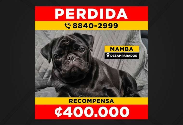 Dueña ofrece recompensa de ₡400.000 por 'Mamba'