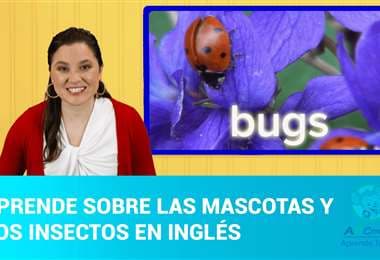 ABC Mouse Capítulo 1: Aprende sobre las mascotas y los insectos en inglés