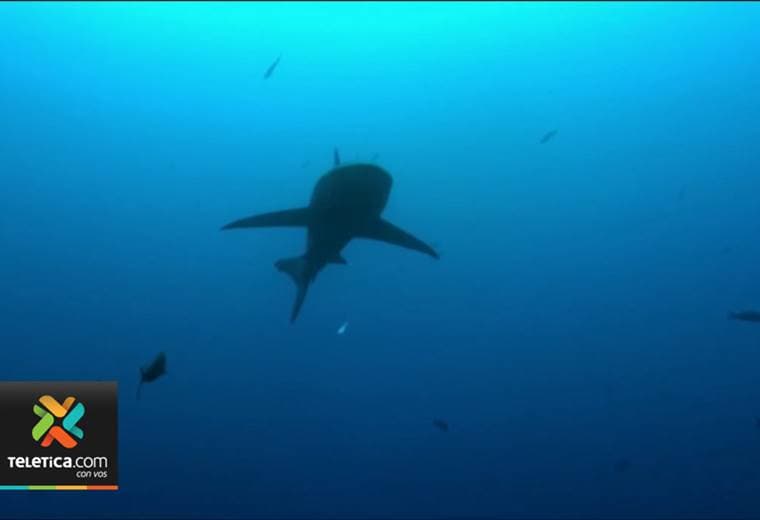 Ataques de tiburones se redujeron en el mundo por el coronavirus