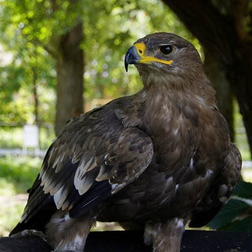 La caza furtiva amenaza al águila real en Albania, símbolo del país
