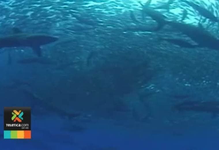 La abundancia de tiburones en la isla del Coco no debe asustar