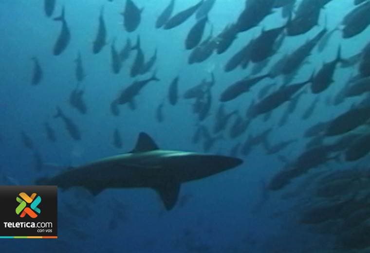 La abundancia de tiburones en la isla del Coco no debe asustar