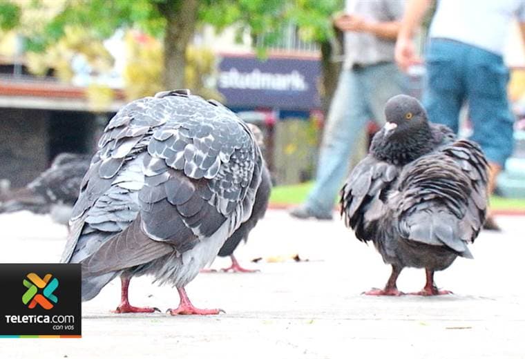 Darán alimento anticonceptivo a palomas para evitar sobrepoblación en Guadalupe y otros puntos