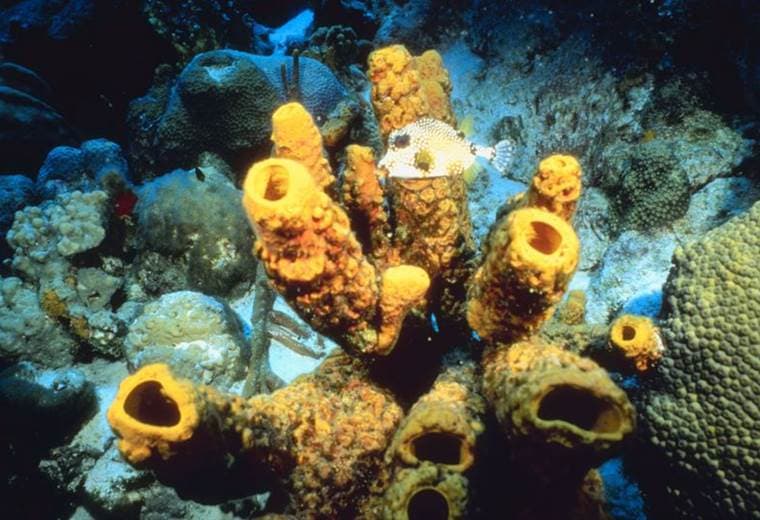 Desechos plásticos en océanos disparan riesgo de enfermedades en corales