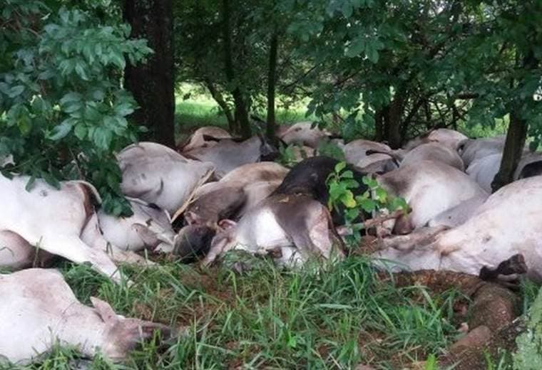 ¿Por qué no se pueden comer las 84 vacas y toros que murieron en Brasil por una tormenta eléctrica?