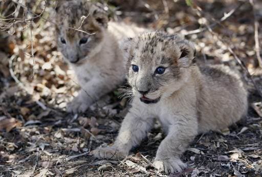Nacen en Sudáfrica los primeros leones concebidos por inseminación artificial