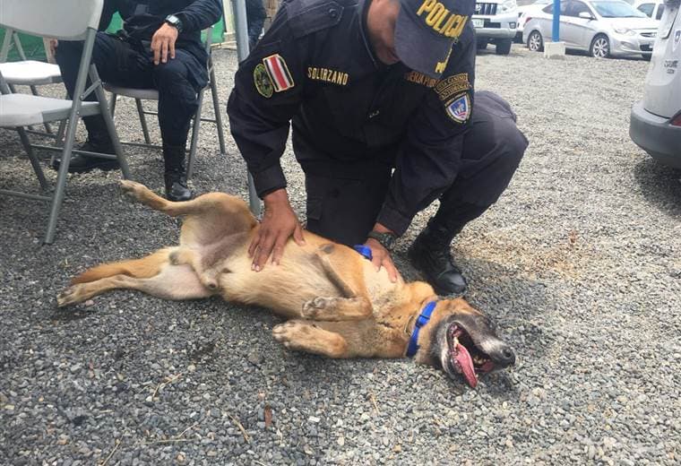 Nuevos “padres” reciben a los oficiales caninos “pensionados” del Ministerio de Seguridad Pública