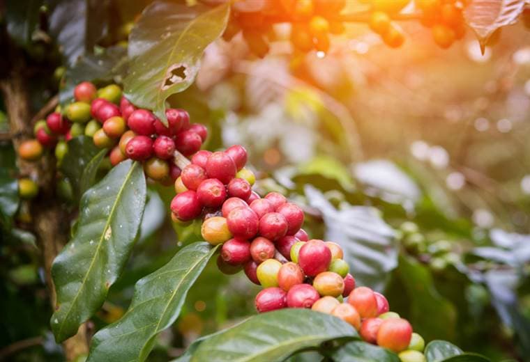 Los científicos latinoamericanos que lograron producir electricidad con desechos del café