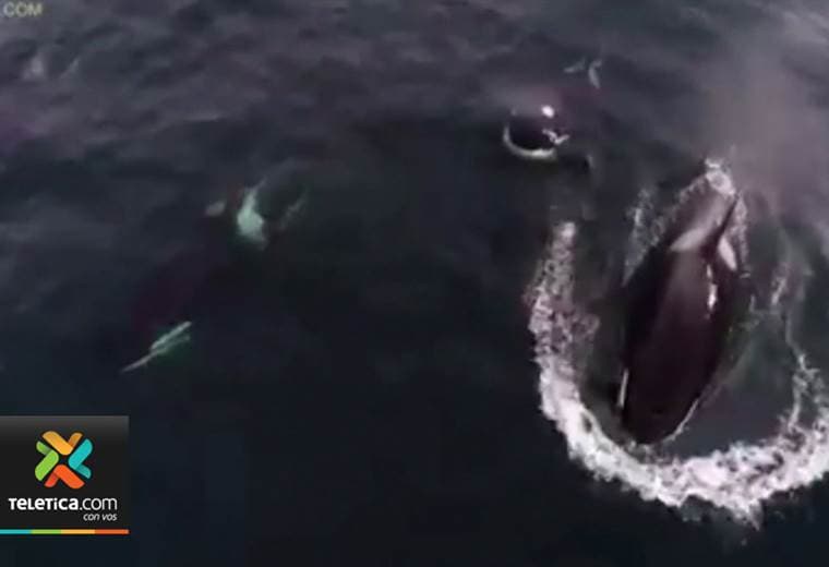 Seis orcas y una cría fueron captadas en California, Estados Unidos