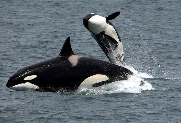 Inexplicable y repentino aumento en ataques de orcas perpleja a científicos