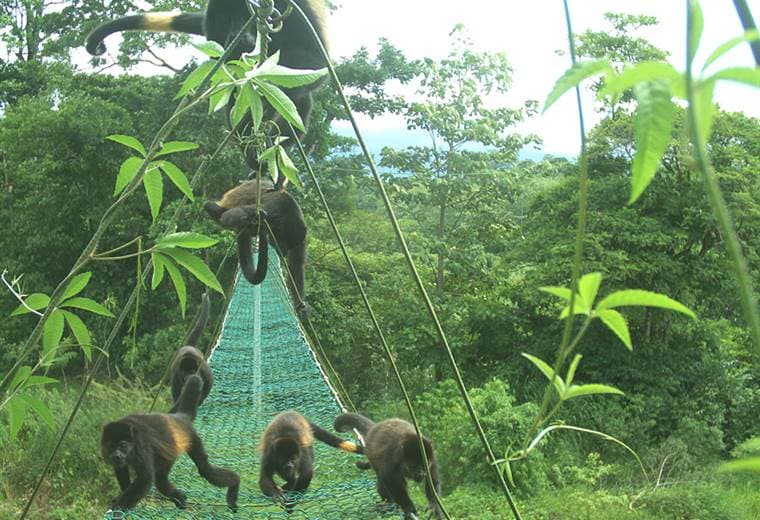 El misterio de los monos de Costa Rica que se están volviendo amarillos