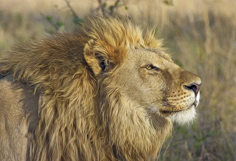 Un cazador es cazado y devorado por leones en Sudáfrica