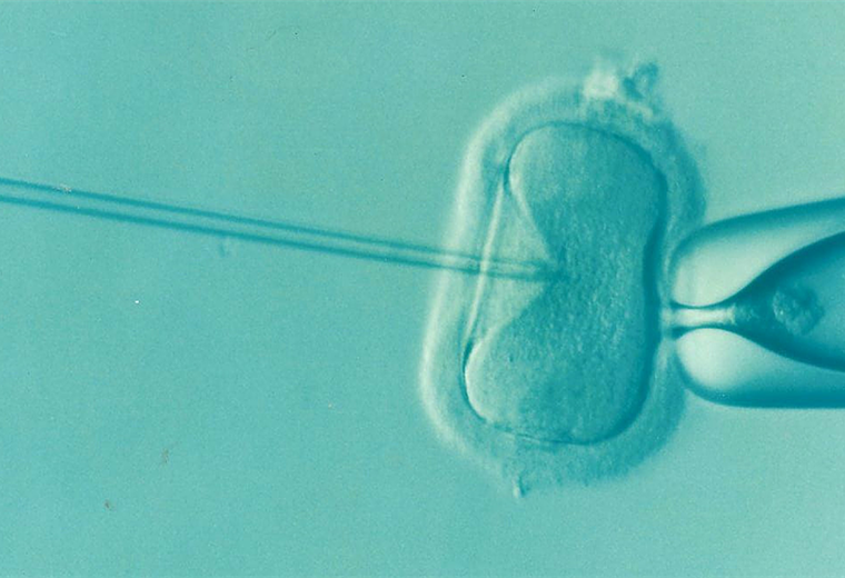 Cultivan óvulos humanos en laboratorio hasta su madurez