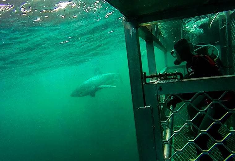 ¿Por qué el tiburón blanco no es la "máquina de comer" que aparece en la cinta de Steven Spielberg?