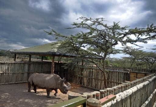 Muere en Kenia el último macho de rinoceronte blanco del norte