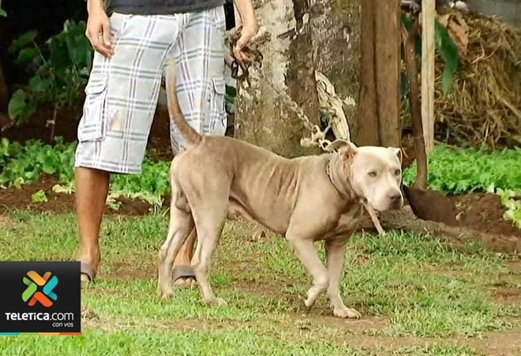Niño de tres años atacado por perro en Río Cuarto de Alajuela se recupera satisfactoriamente