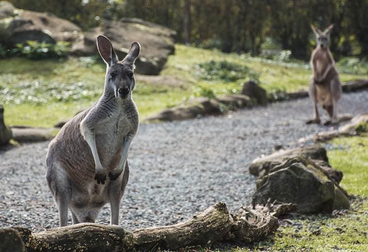 Visitantes de un zoológico chino matan a una canguro a pedradas