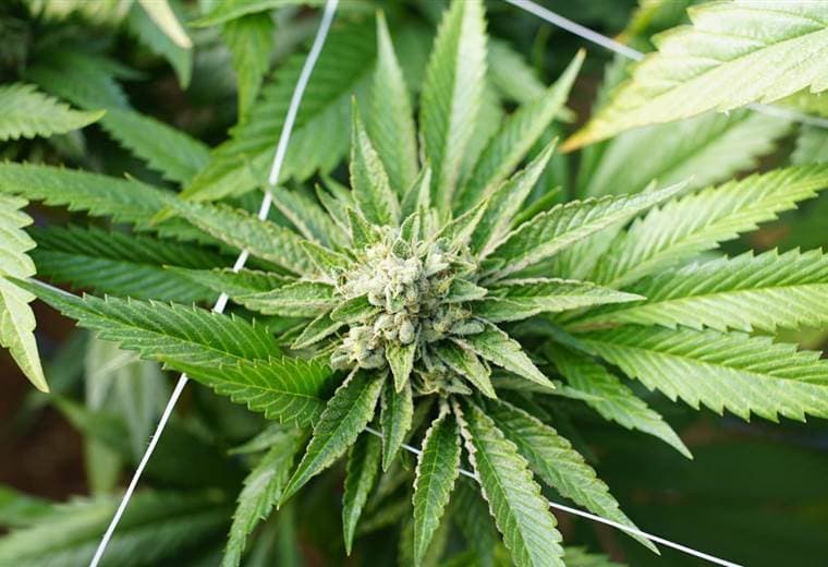Diputados legalizan cultivo y comercio de cannabis y cáñamo en Costa Rica