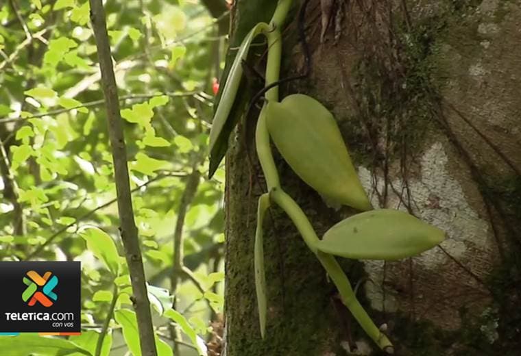 Expertos encontraron en Costa Rica una nueva especie de vainilla con valor comercial