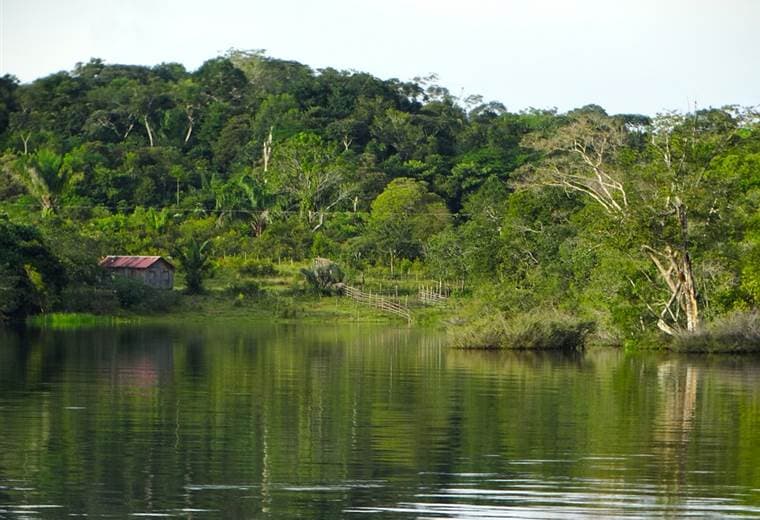 Más de 120.000 hectáreas de bosques desaparecen en la Amazonía peruana cada año