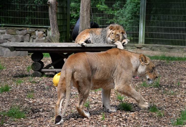 Se fugan dos leones, tigres y un jaguar de un zoológico de Alemania