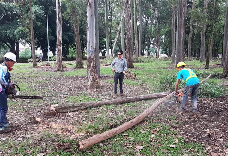 Inician con la sustitución de 300 árboles en La Sabana