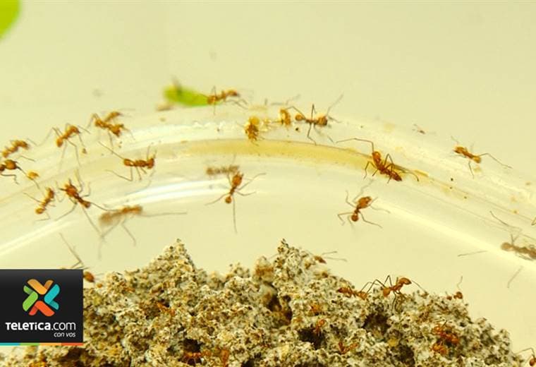 Bacteria que combate hongo mortal para las hormigas bala trae beneficios para los seres humanos