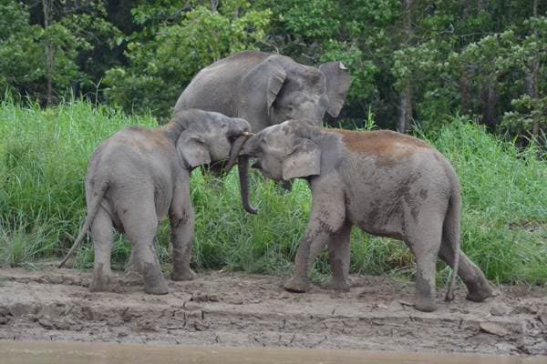 Matan en Malasia a un elefante de Borneo, una especie amenazada