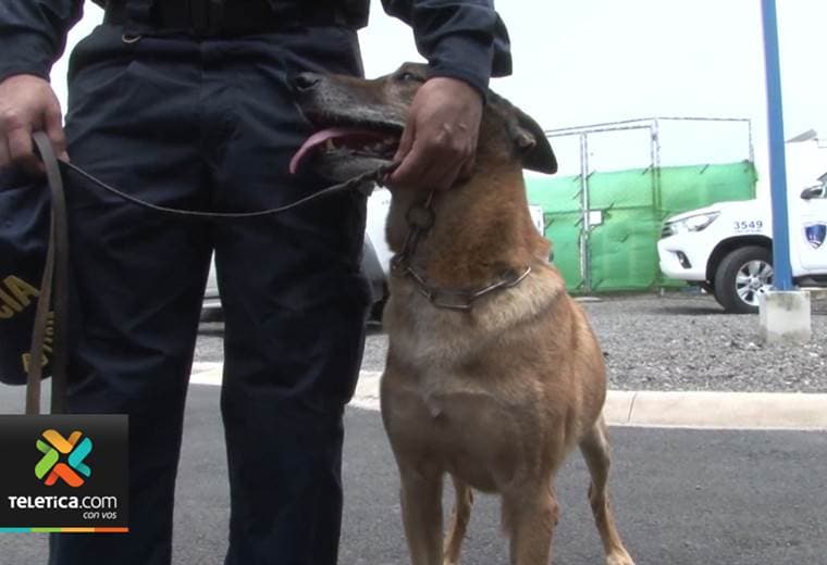 16 perros de la Unidad Canina concluyeron su misión en materia de seguridad ciudadana