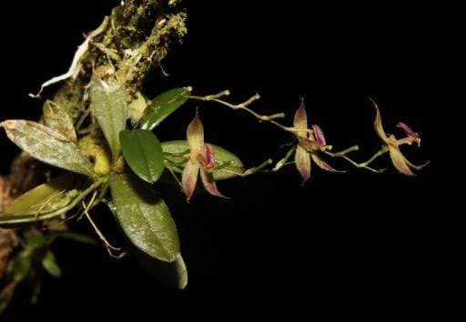 Descubren en selva de Perú una nueva especie de orquídea
