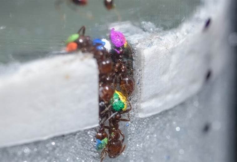 Cómo las hormigas demuestran que ser "ocioso" es mejor para algunos trabajos